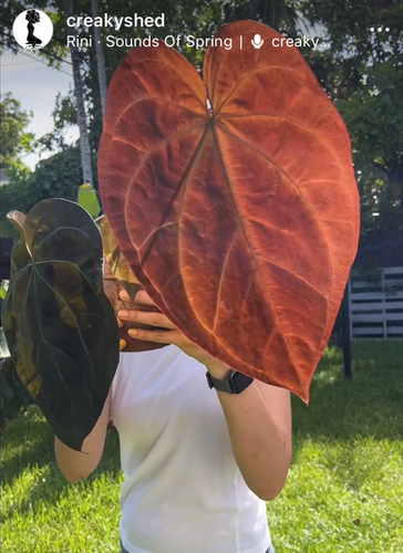 Anthurium (Red Crystallinum x Ace of Spades) x Antolakii (sp. BVEP
