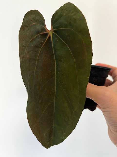 アンスリウム aff. besseae × dressleri Anthurium (Besseae aff x Forgetii Variegated) x Dressleri RG