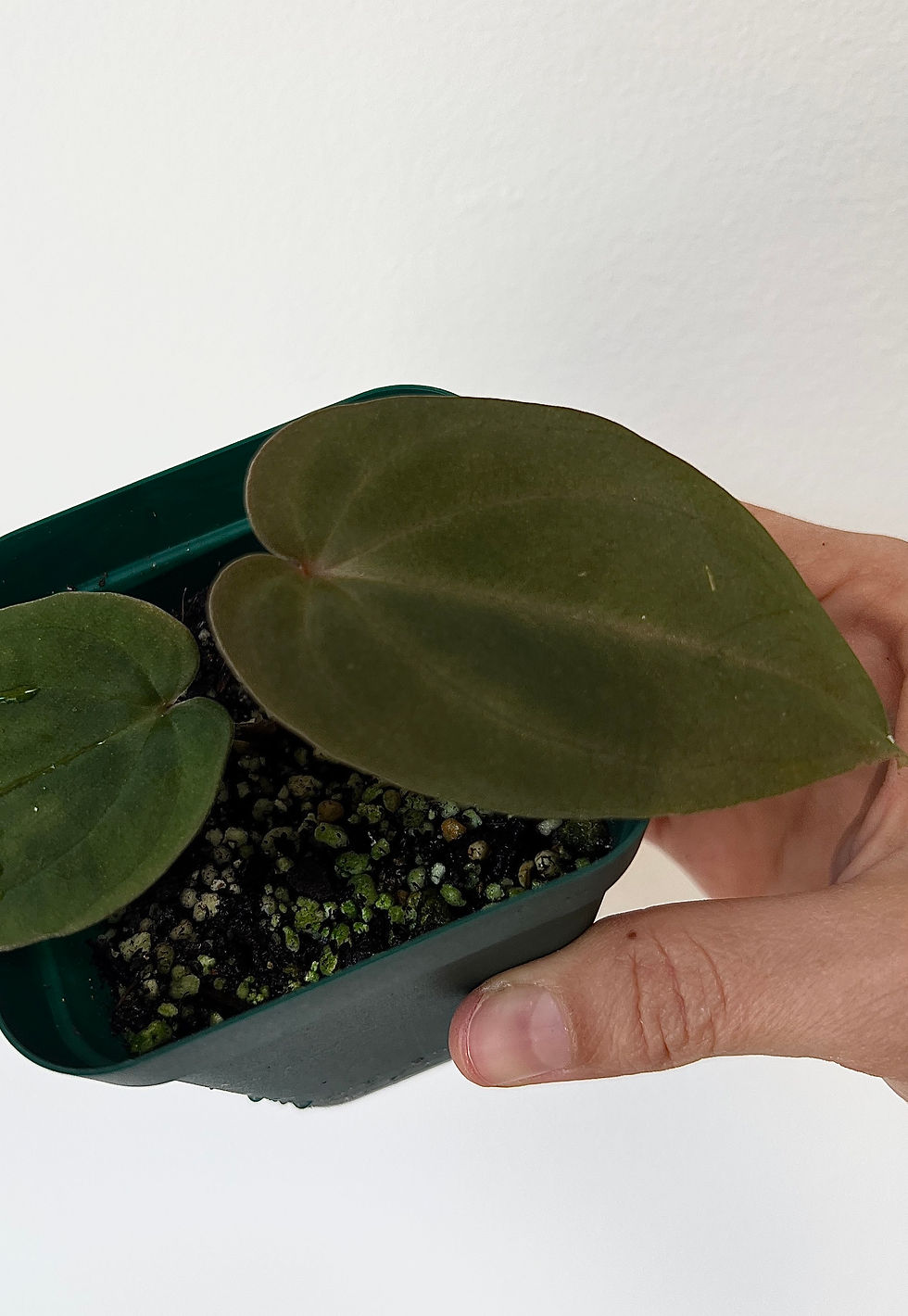 Thumbnail: Anthuriim Antolakii (sp. BVEP) 
