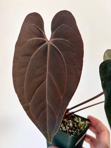 Anthurium Besseae aff x Papillilaminum | Creaky Shed