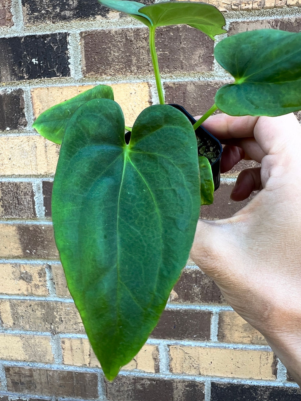Thumbnail: Anthurium Dressleri RG