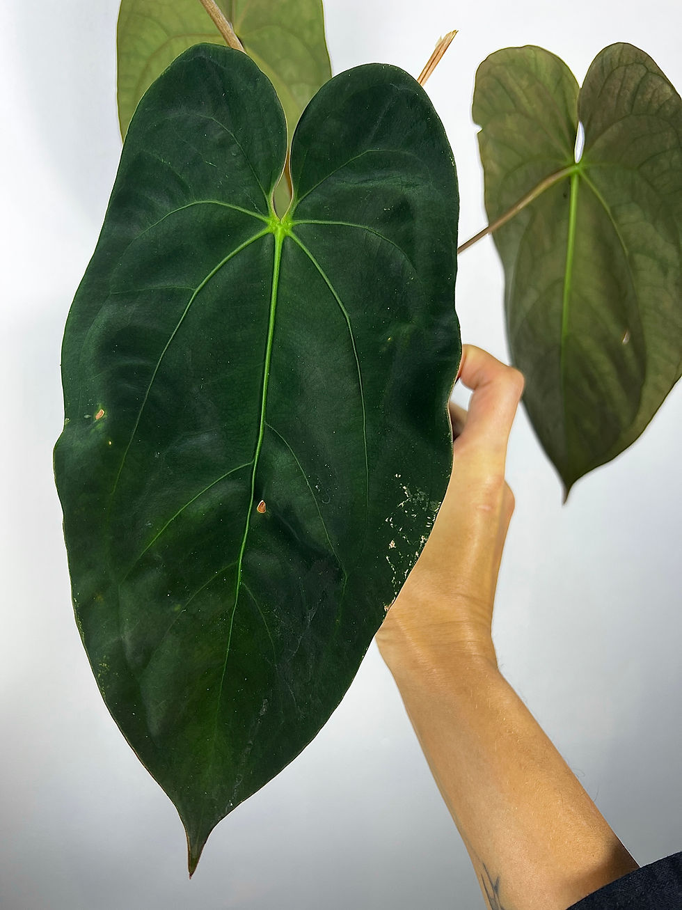 Thumbnail: FLOWERING Tezula Anthurium Papillilaminum RA#5 x Hot Chocolate