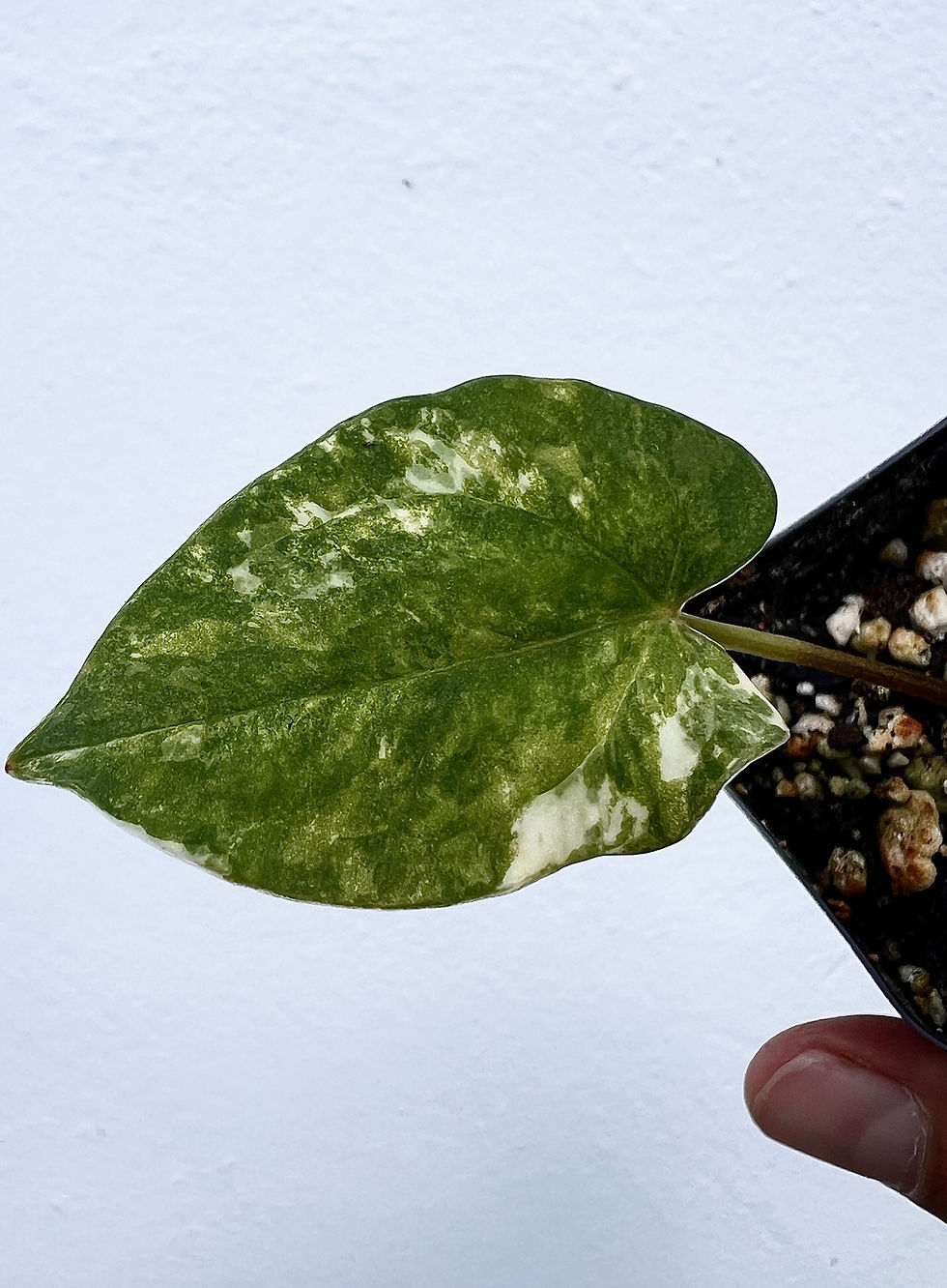 Thumbnail: Anthurium Besseae aff x Forgetii Variegated F2
