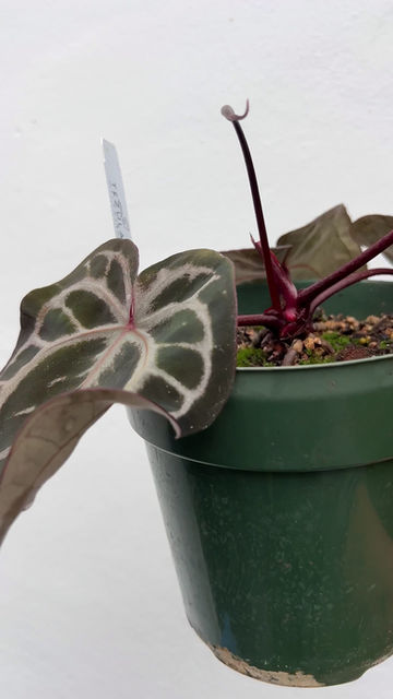 Thumbnail: FLOWERING Tezula Anthurium Red Crystallinum
