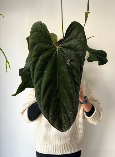 アンスリウム　fortsherman x antolakii FLOWERING Anthurium Antolakii (sp BVEP) x Papillilaminum Fort