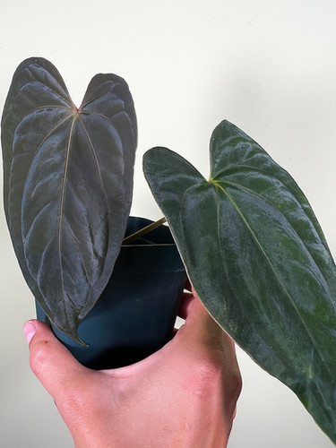 Tezula Pandemonium (Antolakii (sp BVEP) x Papillilaminum Fort