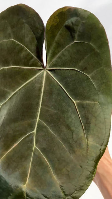Thumbnail: Anthurium Ace Of Spades Dark Form Tezula 