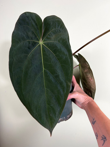 FLOWERING Tezula Anthurium Papillilaminum RA#5 x Hot Chocolate