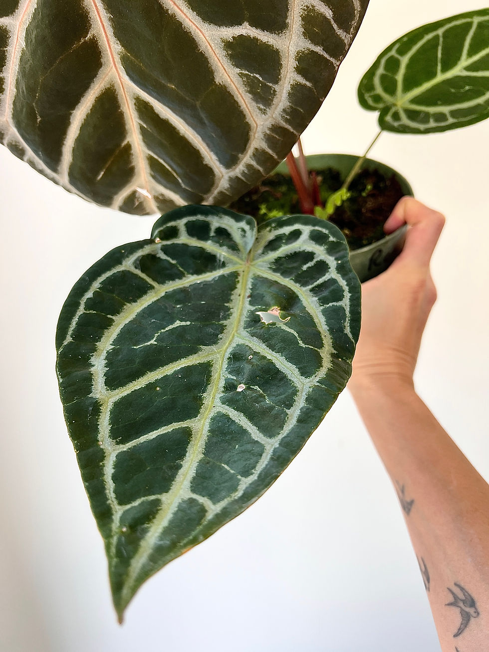 Thumbnail: Anthurium Red Crystallinum “Tezula” 