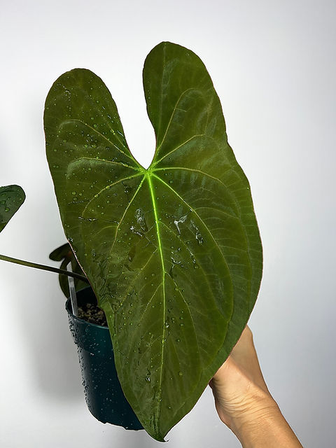 Anthurium Papillilaminum (#8 x Tezula Soul Reaper) **Soul Reaper