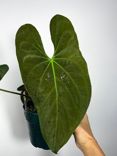 Anthurium Papillilaminum (#8 x Tezula Soul Reaper) **Soul Reaper