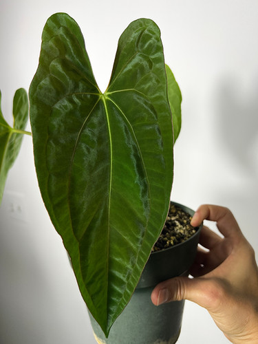 Anthurium Papillilaminum (#8 x Tezula Soul Reaper) **Soul Reaper