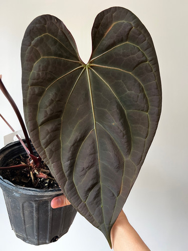 FLOWERING Anthurium Papillilaminum x Luxurians F2 | Creaky Shed