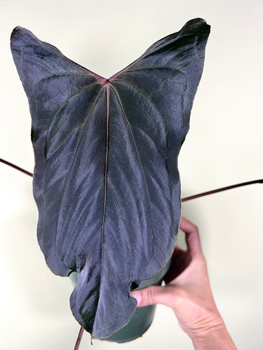 FRESH SEEDS A. (Papillilaminum RL x FS) x ((Carlablackiae x