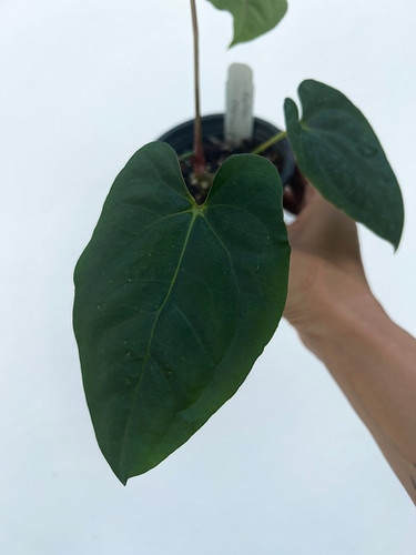 Ree Gardens Anthurium Papillilaminum Growers Choice | Creaky Shed