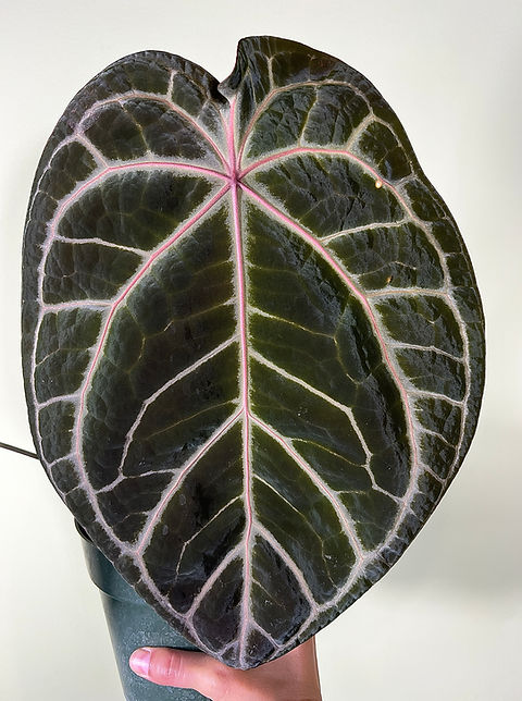 RedCrystallinum × Blackwidow×Michelle A. (Red Crystallinum x Black Widow) x Michelle | Creaky Shed