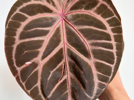 Anthurium Bright Emergents, Nature v Nurture?