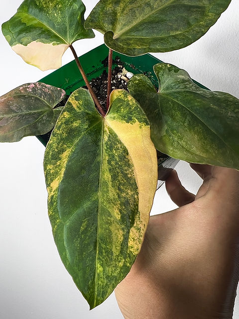 Anth. (Besseae aff x Forgetii Var.) x (Papillilaminum x AOS Tezula)  Variegated | Creaky Shed