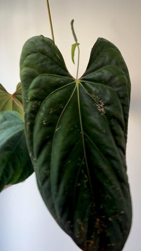 アンスリウム　fortsherman x antolakii アンスリウム fortsherman x antolakii Anthurium Fort Sherman x BVEP