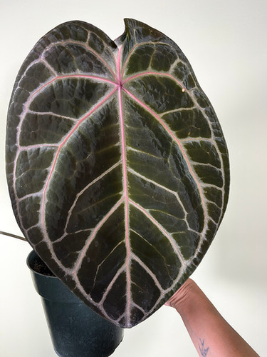A. (Red Crystallinum x Black Widow) x Michelle | Creaky Shed