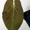 Thumbnail: Anthurium Ace of Spades Dark Form x Antolakii (sp. BVEP)