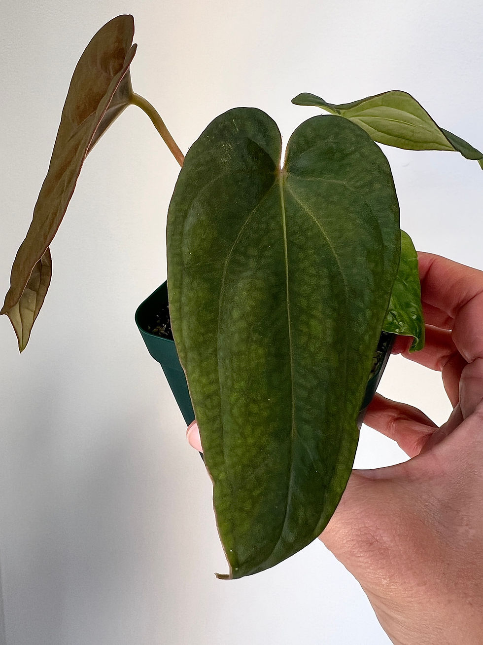Thumbnail: Anthurium Dressleri RG