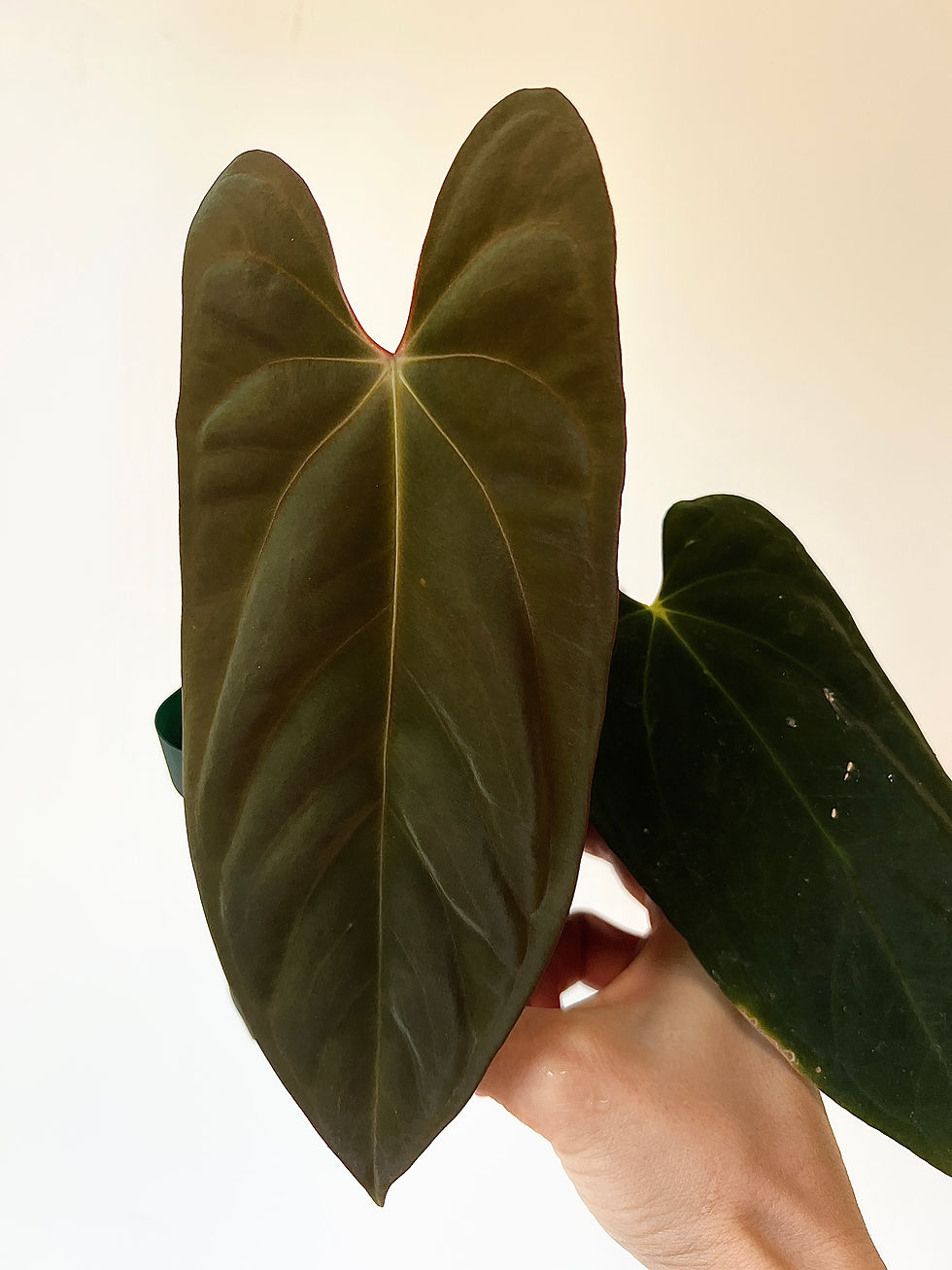 Thumbnail: Tezula Pandemonium Anthurium Antolakii (sp BVEP) x Papillilaminum Fort Sherman