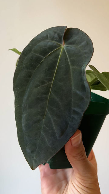 Thumbnail: Anthurium Dressleri Rio Guanche