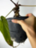 Thumbnail: MOTHER PLANT Anthurium Dressleri Rio Guanche