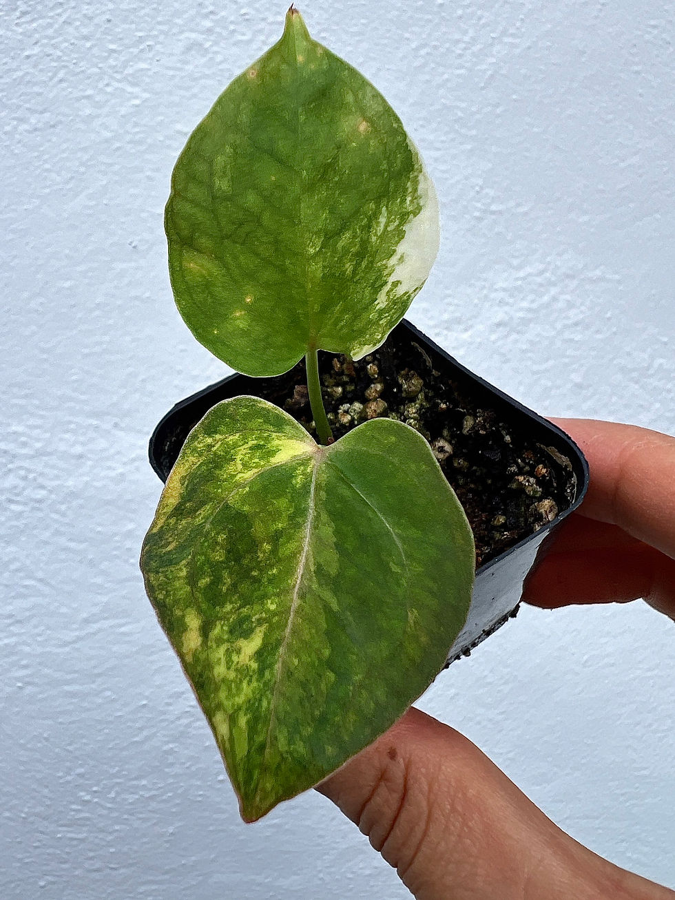 Thumbnail: Anthurium Besseae aff x Forgetii Variegated F2