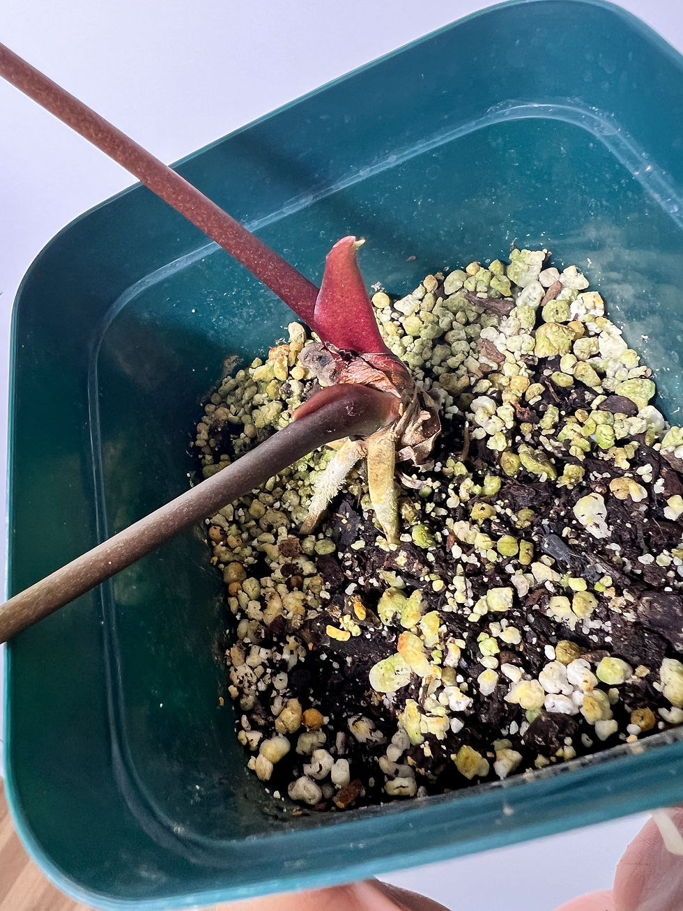 Thumbnail: Anthurium Ace of Spades Dark Form x Antolakii (sp. BVEP)