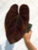 Thumbnail: Anthurium Ace Of Spades Dark Form Tezula 
