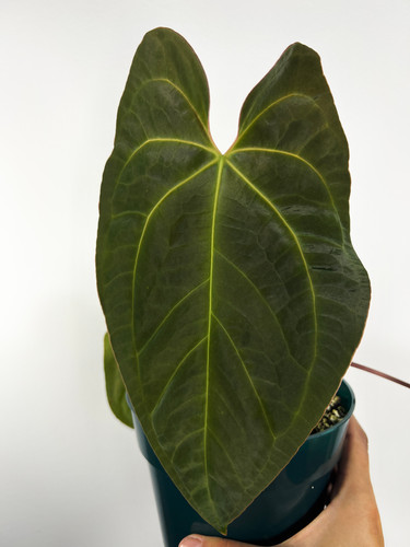 その他観葉植物 Anthurium besseae aff Anthurium besseae aff — Ecuagenera Orquídeas del Ecuador