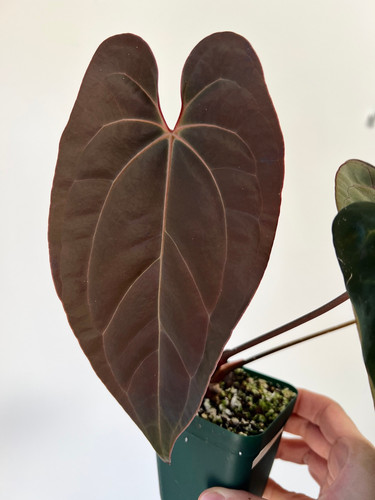その他観葉植物 Anthurium besseae aff Anthurium besseae aff x Ace of Spades #5542E
