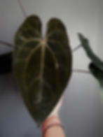 Thumbnail: Anthurium Ace Of Spades Dark Form Tezula 