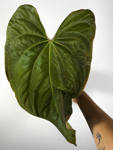 Anthurium Tezula Pandemonium - Antolakii (sp BVEP) x