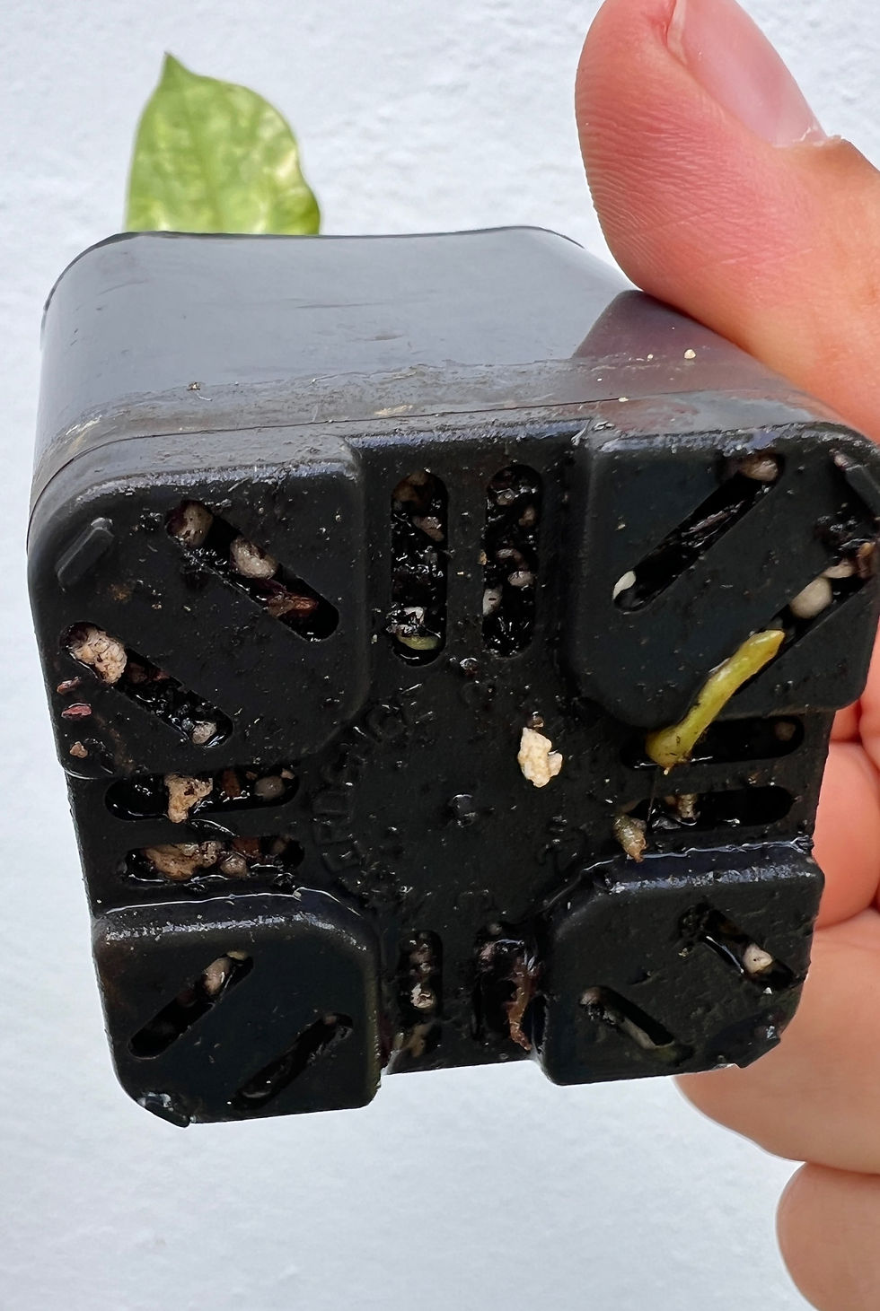 Thumbnail: Anthurium Besseae aff x Forgetii Variegated F2
