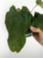 Thumbnail: Anthurium Papillilaminum x Ace of Spades Tezula F2