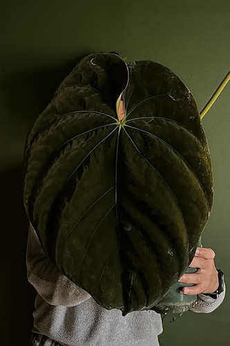 Anthurium (Red Crystallinum x Ace of Spades) x Antolakii (sp. BVEP