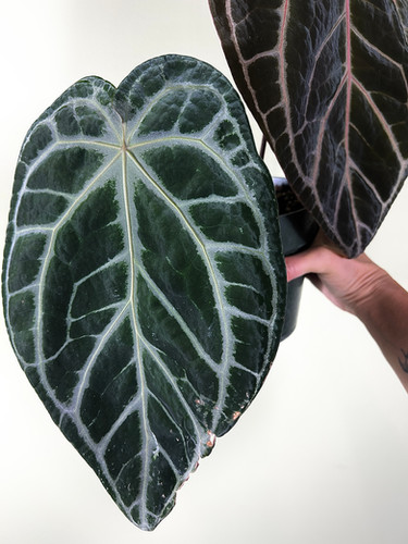 RedCrystallinum × Blackwidow×Michelle Anthurium Black Widow-Michelle x Brielle-Red Crystallinum In