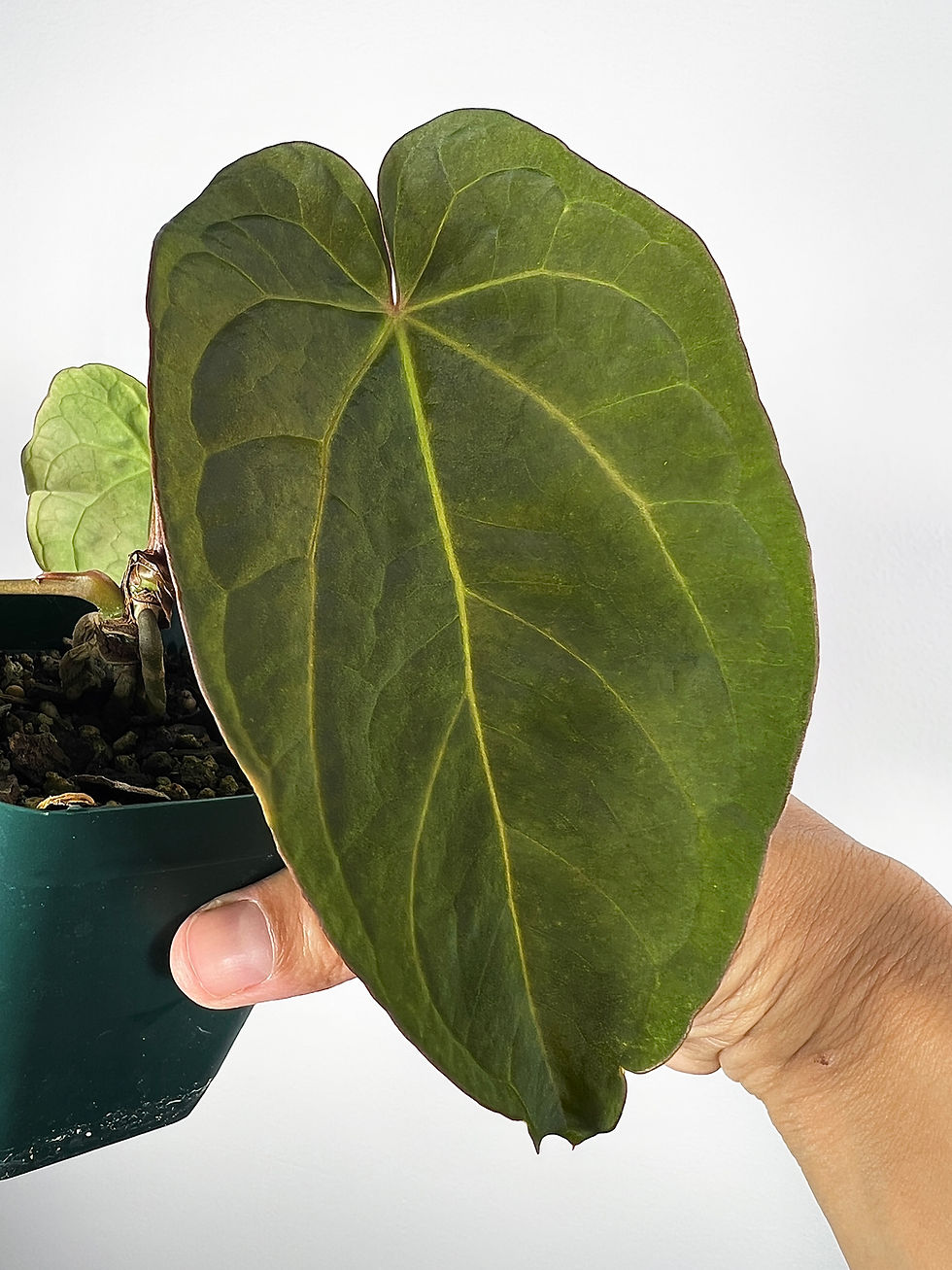 Thumbnail: Anthurium (Jack of Clubs x Red Crystallinum) x Dressleri RG