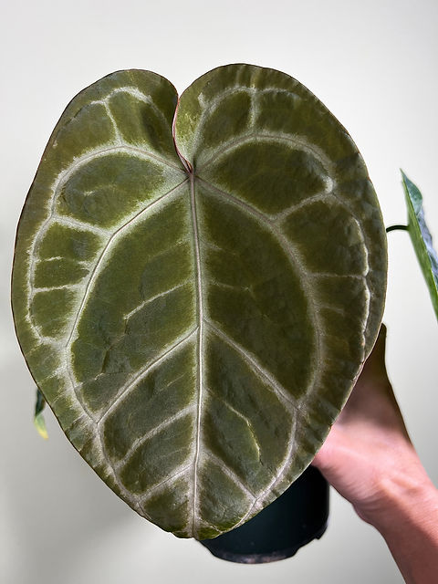Anthurium SKG Grey Stem Prop from OG mother | Creaky Shed