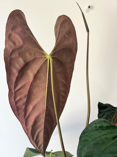 FLOWERING A. Papillilaminum no8 x (Pap. Fort Sherman x Ralph Lynam