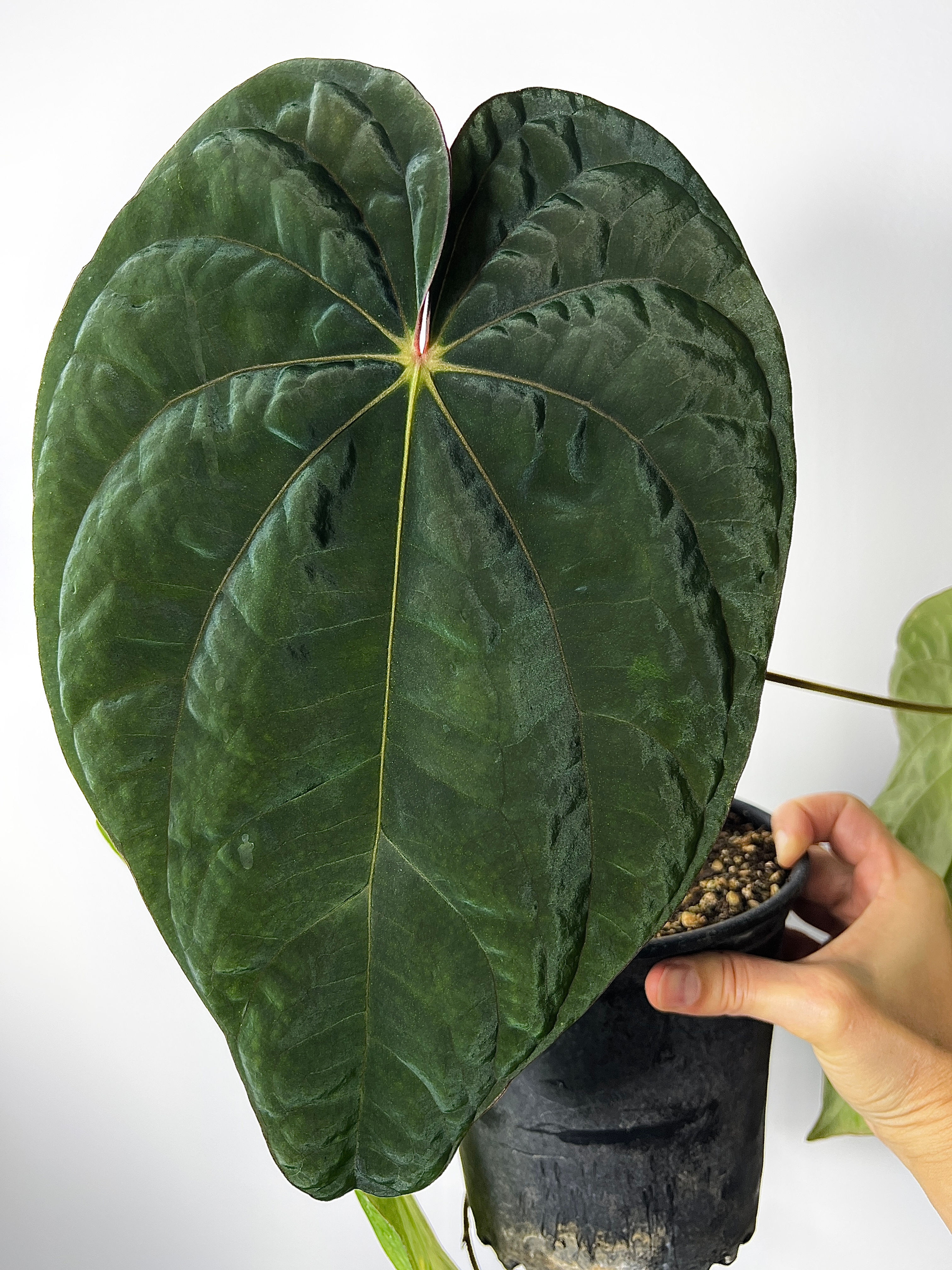 MOTHER PLANT Anthurium Dressleri Rio Guanche