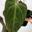Thumbnail: FLOWERING Anthurium Besseae aff x Papillilaminum 