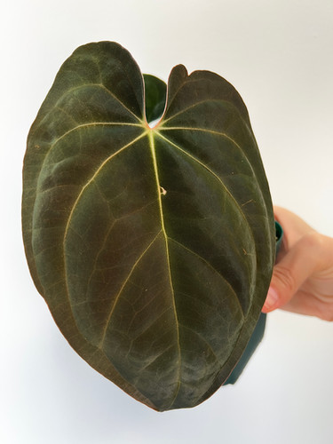 Anthurium AOS x Red Crystallinum 4号 Anthurium (Red Crystallinum x Ace of Spades) x Antolakii (sp. BVEP