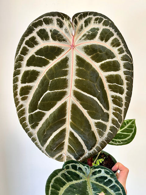 Anthurium Red Crystallinum “Tezula” | Creaky Shed