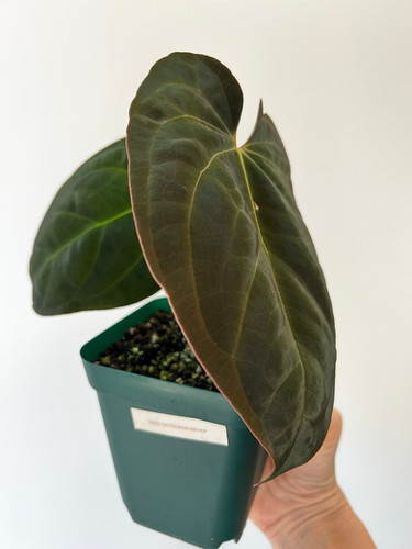 Anthurium (Red Crystallinum x Ace of Spades) x Antolakii (sp. BVEP
