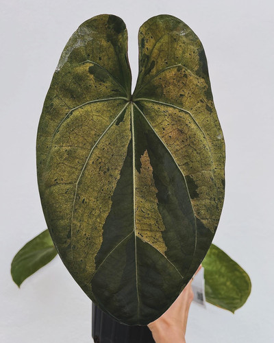 Anthurium Ace of Spades Tezula x Forgetii Variegated | Creaky Shed