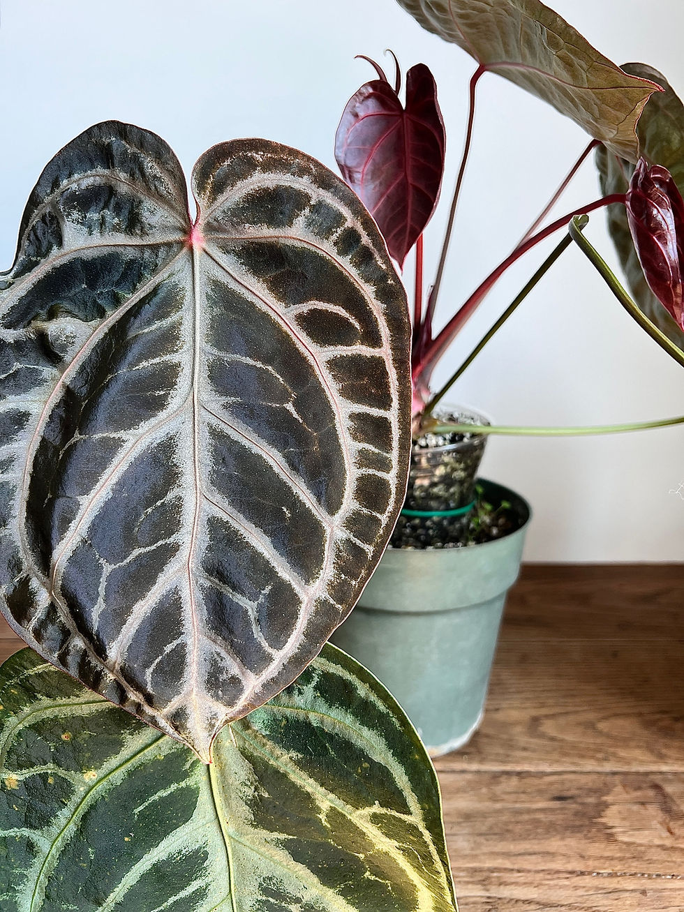 Thumbnail: Anthurium SKG Fat Boy x Doc Block IN FLOWER